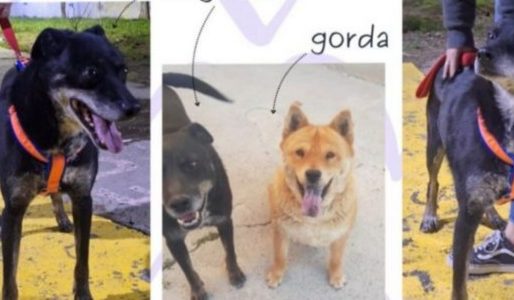 Miguelito busca una familia: el perro rescatado que quedó solo tras la adopción de su compañera