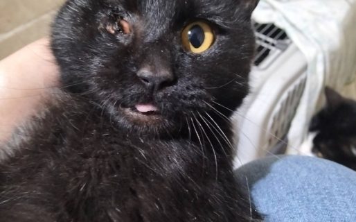 <strong>Fue rescatada, se recuperó y ahora busca una familia que la quiera para siempre</strong>
