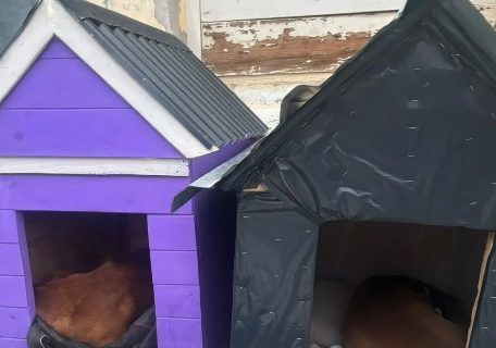 Construyeron y reacondicionaron ocho cuchas para perros que viven en la calle en Comodoro