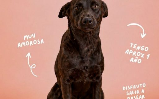 Brownie busca una familia: la perra de un año espera ser adoptada en el Dispensario de Comodoro