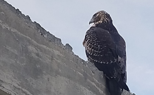 Recomiendan resguardar a las mascotas tras el avistamiento de un halcón: «se llevó un gato»