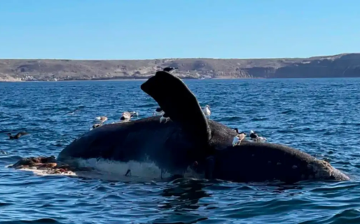 Chubut transmitirá en vivo la llegada de las ballenas a sus costas