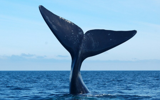 Chubut inauguró la Temporada de Ballenas 2026
