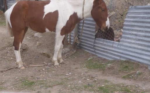 Inusual operativo en Av. Yrigoyen para resguardar a un equino suelto en la vía pública
