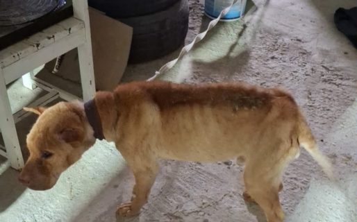 Investigan de oficio un caso de maltrato animal en el barrio San Cayetano: Actuaron tras una denuncia en las redes sociales