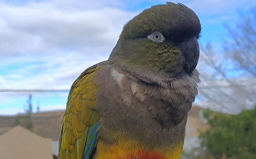 Diadema busca desesperadamente a Pepa: «Vive en libertad, pero vuelve con quienes la cuidan»