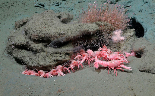 El buque Falkor explorará los cañones submarinos de la costa chubutense