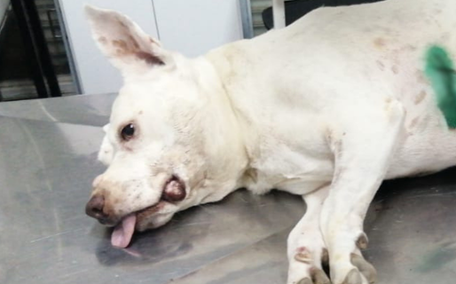 «Queremos seguir atendiendo a los más viejitos»: el desesperado pedido para salvar a sus animales