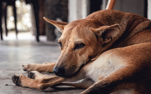 Comodoro Conciencia Activa inició una colecta de abrigo para animales