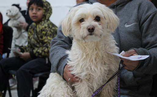 La Dirección de Veterinaria realizará esterilizaciones gratuitas en el Gimnasio Juan XXIII
