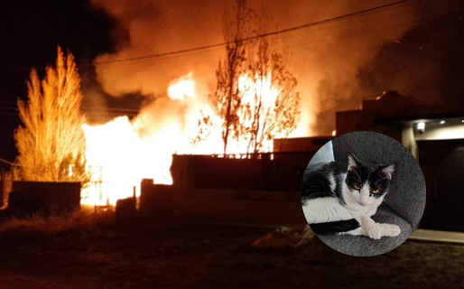 «No pude protegerlos»: el dolor de Viviana al perder su hogar y sus mascotas 