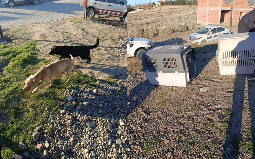 Rescataron a dos perros víctimas de maltrato animal