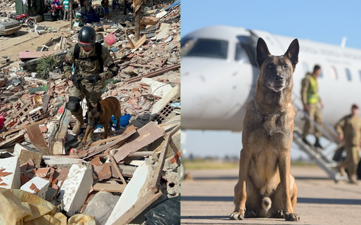 Bart, el perro argentino que encontró a dos niños bajo los escombros en Venezuela