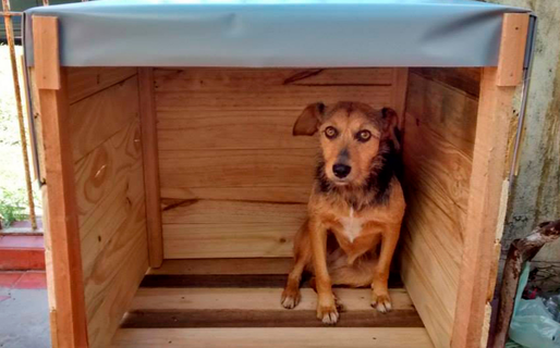 Una campaña solidaria busca abrigar a los perros de la calle