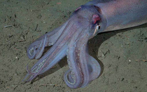 Expedición al Atlántico profundo: científicos del CONICET explorarán cañones submarinos inexplorados en Chubut