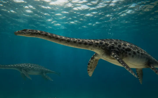 Hallan en Chubut el cráneo casi completo de un plesiosaurio enano