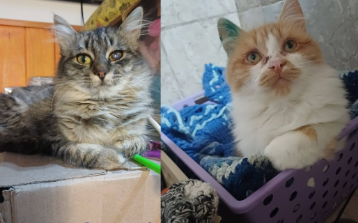 Chiru y Ruby buscan un hogar: lanzan una campaña de adopción responsable para las hermanitas
