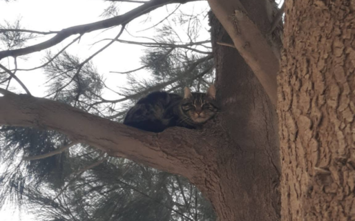 Un gato está subido a lo alto de un pino y los vecinos piden ayuda