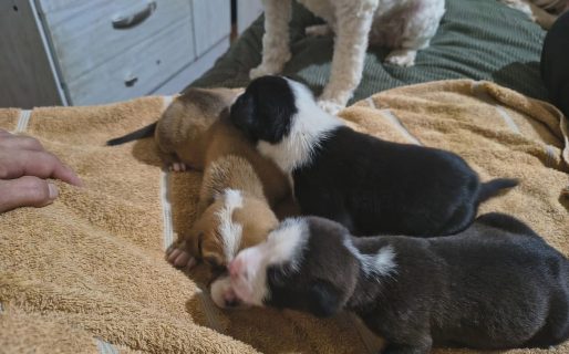 “Abandonaron tres cachorros para dejarlos morir de frío”