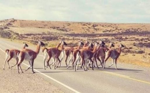 Reportan animales sueltos y viento moderado en el tramo Garayalde – Comodoro
