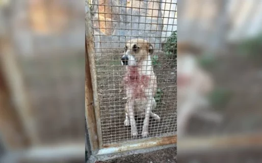 Piden que no sacrifiquen a «Perejil», el perro señalado en el caso de la niña fallecida en Chubut