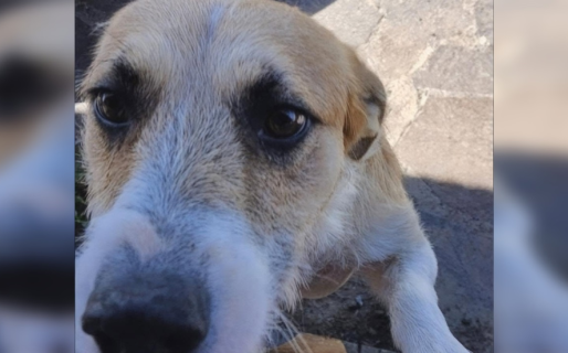 Una fiscal confirmó que el mestizo fue el perro del ataque