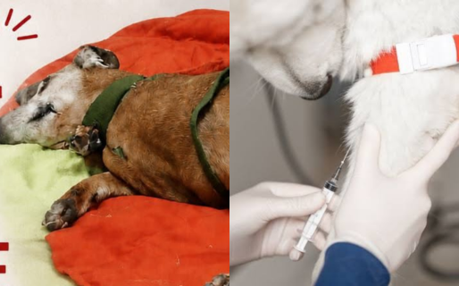 Buscan con urgencia un perro donante de sangre para salvar la vida de Lula