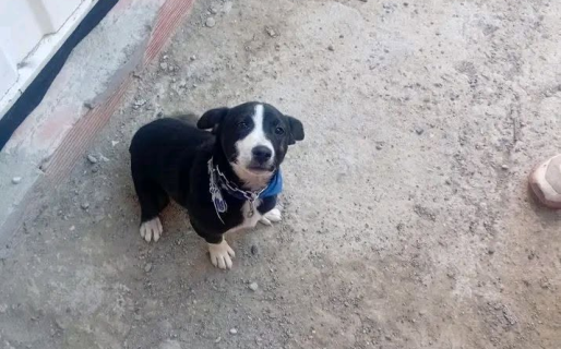 El pedido desesperado de una vecina que no tiene para comprarles alimento a sus mascotas