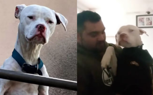 Cómo se recupera Agosto, el perro que encontraron desnutrido en la casa de Barrelier