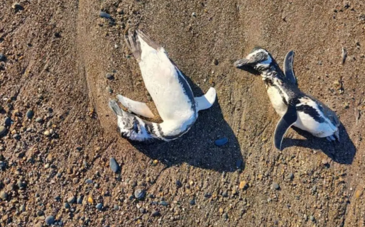 Investigan la muerte de pingüinos en las costas de Chubut y Santa Cruz