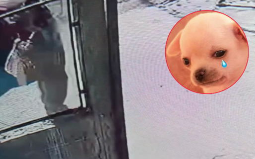 Ni los perros se salvan de la inseguridad: se robaron el platito de comida de una mascota