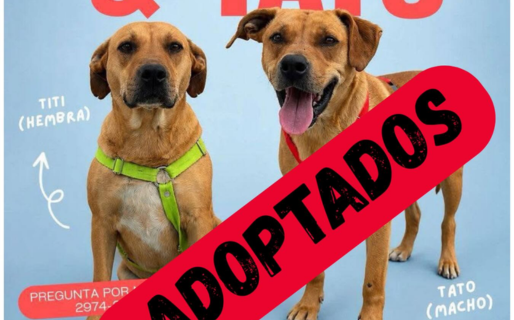 El amor pudo más y Titi y Tato consiguieron una adopción conjunta