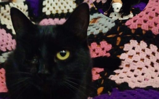 Tiene un solo ojo y busca una familia: «Nació así, no está lastimado»