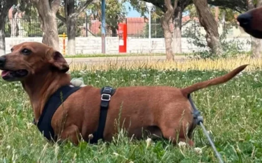 Robaron en una vivienda y buscan desesperadamente a una perrita que desapareció tras el hecho