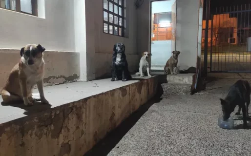 Lanzan un nuevo pedido solidario para ayudar a los perros del dispensario: «Seguimos necesitando insumos»