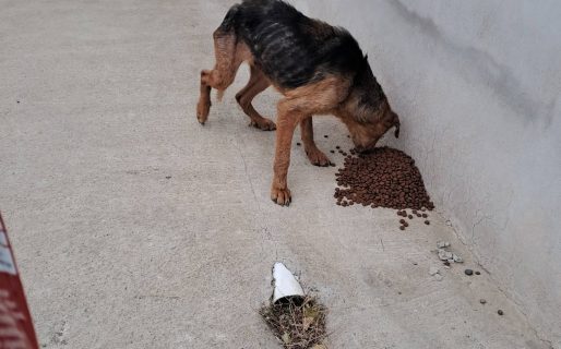 <strong>Buscan ayudar a un perro que apareció en estado de abandono en barrio Abásolo</strong>