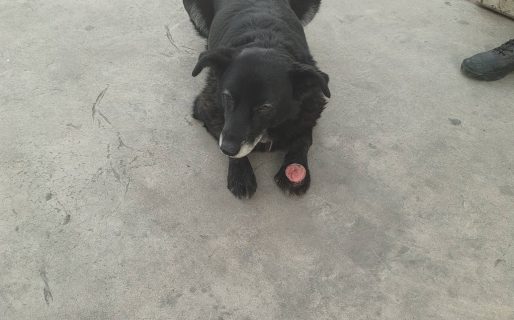 Piden ayuda para asistir a un perro herido que fue visto en el centro de Comodoro