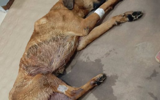 Buscan con urgencia un hogar de tránsito para una perrita rescatada de un caso de maltrato que padece epilepsia