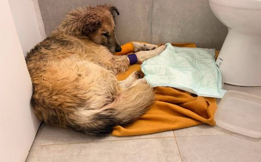 Piden con urgencia un hogar de tránsito para Copo: necesita un lugar donde continuar su recuperación