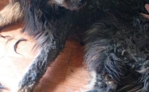 Buscan a un perro que desapareció en San Cayetano tras los festejos por el partido de Argentina