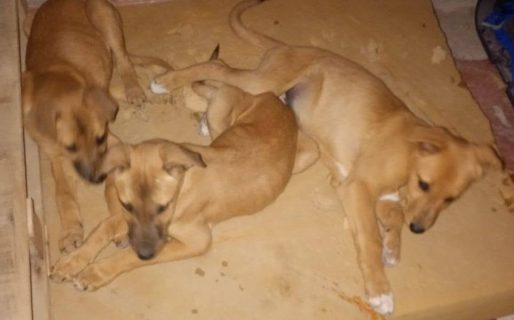 Tiene más de 40 perros a cargo y volvió a rescatar: necesita ayuda para sus nuevas cachorritas