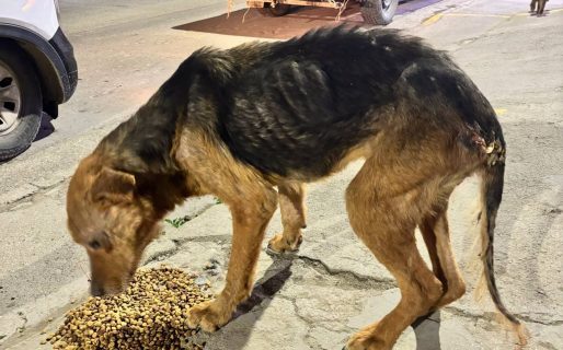 <strong>Desesperado pedido por una perrita rescatada: necesita un hogar de tránsito urgente para no volver a la calle</strong>