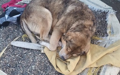 Piden una mano para trasladar una cucha y proteger a perros comunitarios antes de la lluvia