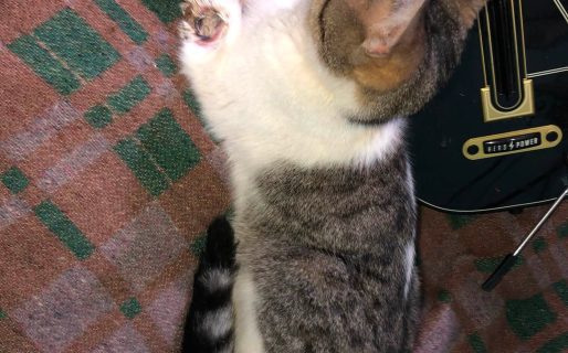 Piden ayuda para salvar a un gatito que sufrió una grave fractura tras un accidente