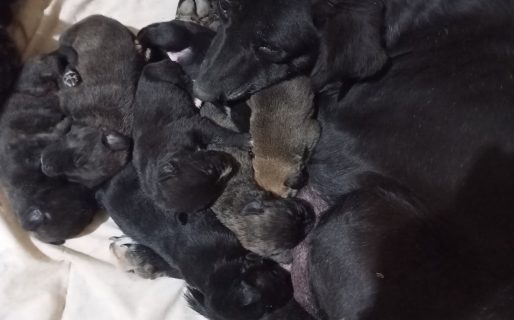 Piden ayuda para alimentar a una perra rescatada y a sus siete cachorros recién nacidos