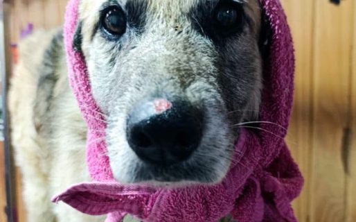Copo sigue esperando una familia: piden una oportunidad para el perro que aún no encuentra un hogar
