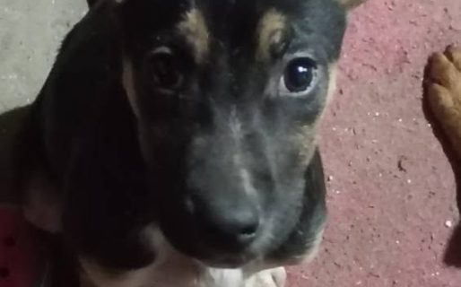 <strong>Rescataron a un cachorro cerca del lugar donde ocurrió el ataque de los dogos y buscan una familia que lo adopte</strong>