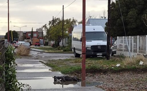 Un poste electrificó a un perro y otro apareció muerto en el mismo lugar