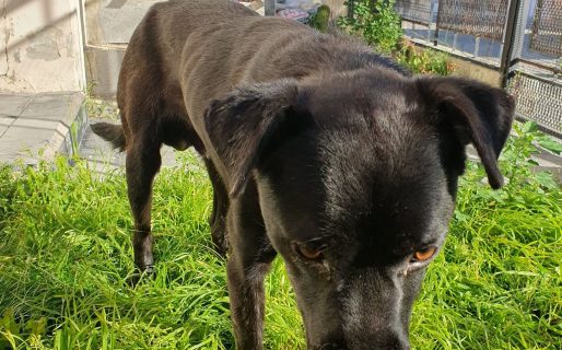 Lo salvó del moquillo y ahora teme que vuelva a la calle: buscan un hogar urgente para un perrito de un año