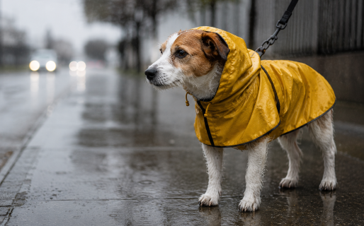 Advierten que los ponchos para perros pueden ser contraproducentes durante la lluvia
